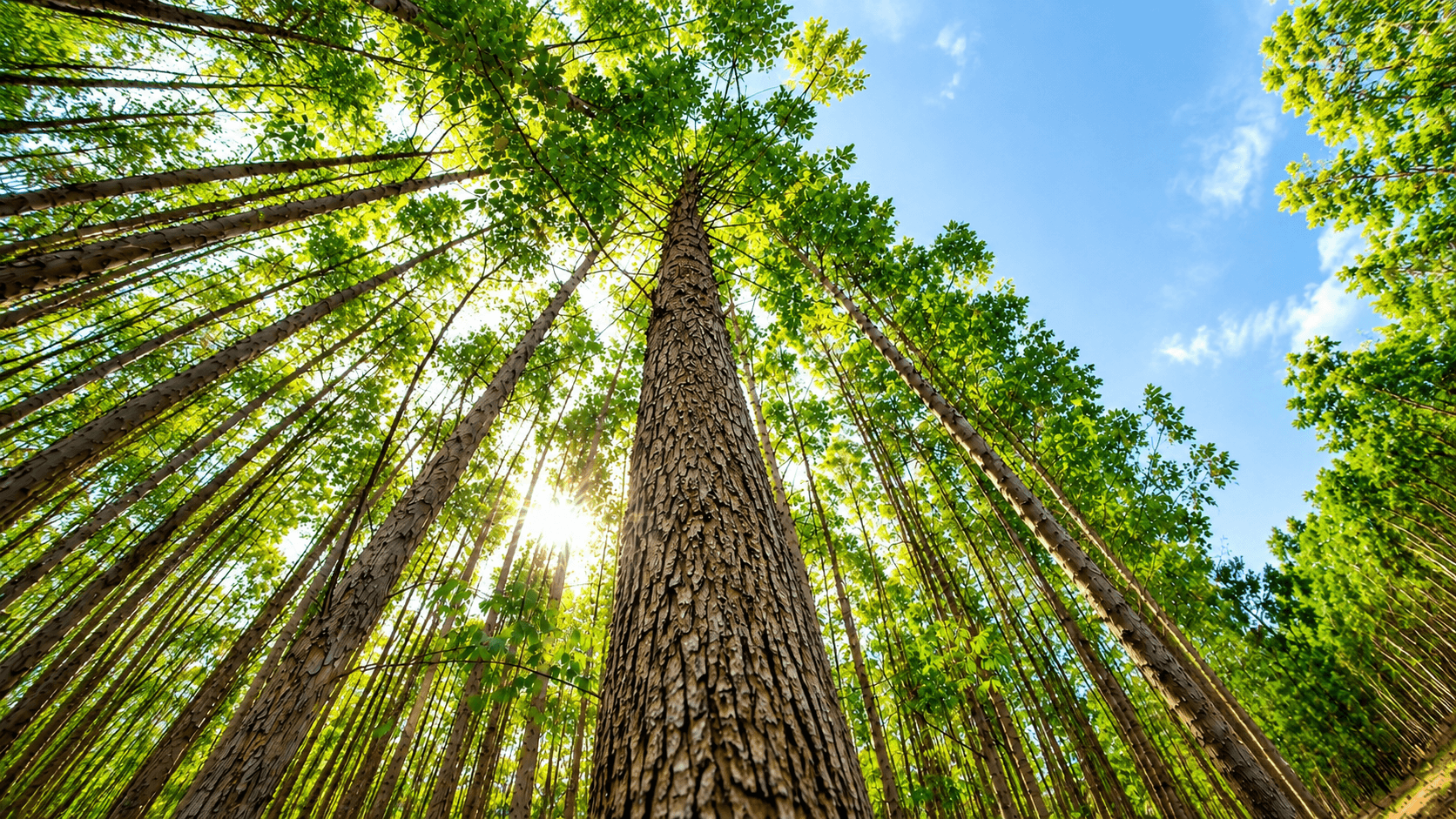 Floresta cultivada de eucalipto da Eucatex ligada à estratégia de sustentabilidade e competitividade industrial