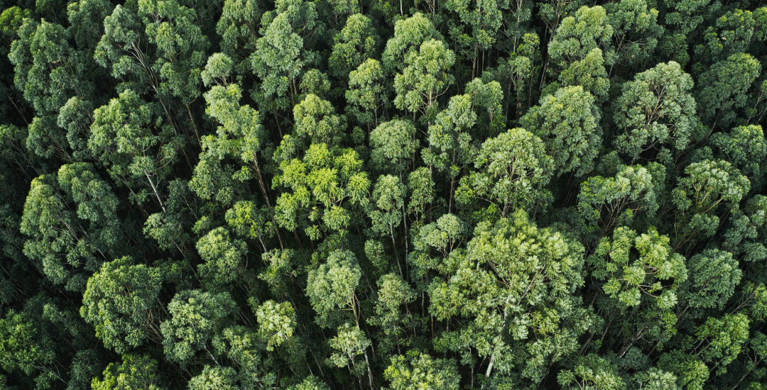 painéis-de-madeira-celulose-papel-arvores-plantadas-relatorio-iba-plataforma-setor-moveleiro