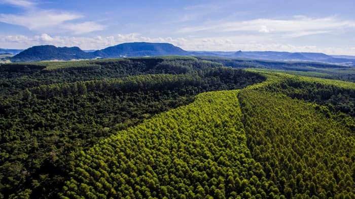 Eucatex conquista prêmio internacional por sustentabilidade na indústria madeireira no World Finance Sustainability Awards 2025