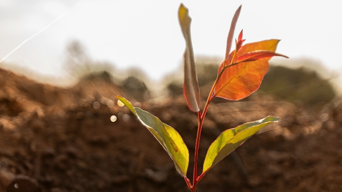 Eucatex publica primeiro Relatório de Sustentabilidade e mostra como aplica práticas de ESG no seu dia a dia