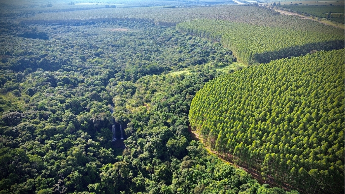 Eucatex publica documento e mostra como aplica práticas de ESG no seu dia a dia