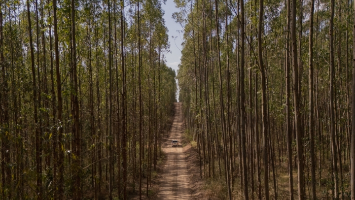 Eucatex publica documento e mostra como aplica práticas de ESG no seu dia a dia