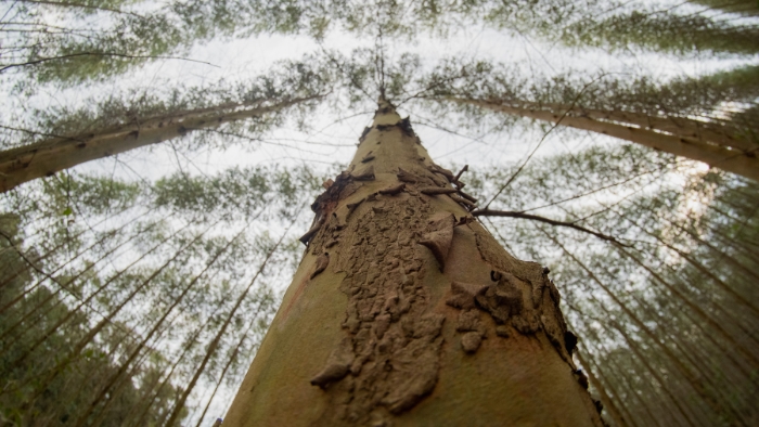 Eucatex publica documento e mostra como aplica práticas de ESG no seu dia a dia